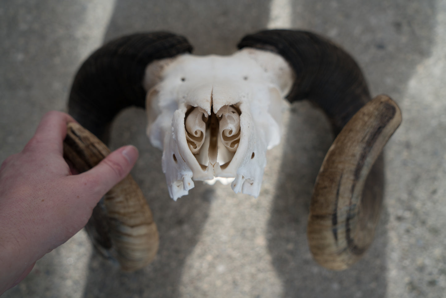 Huge Real Natural Domestic Ram Sheep Skull Taxidermy With 28” Dark Curled Horns