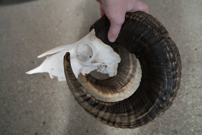 Huge Real Natural Domestic Ram Sheep Skull Taxidermy With 28” Dark Curled Horns