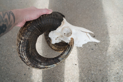 Huge Real Natural Domestic Ram Sheep Skull Taxidermy With 28” Dark Curled Horns