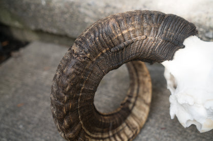 Huge Real Natural Domestic Ram Sheep Skull Taxidermy With 28” Dark Curled Horns