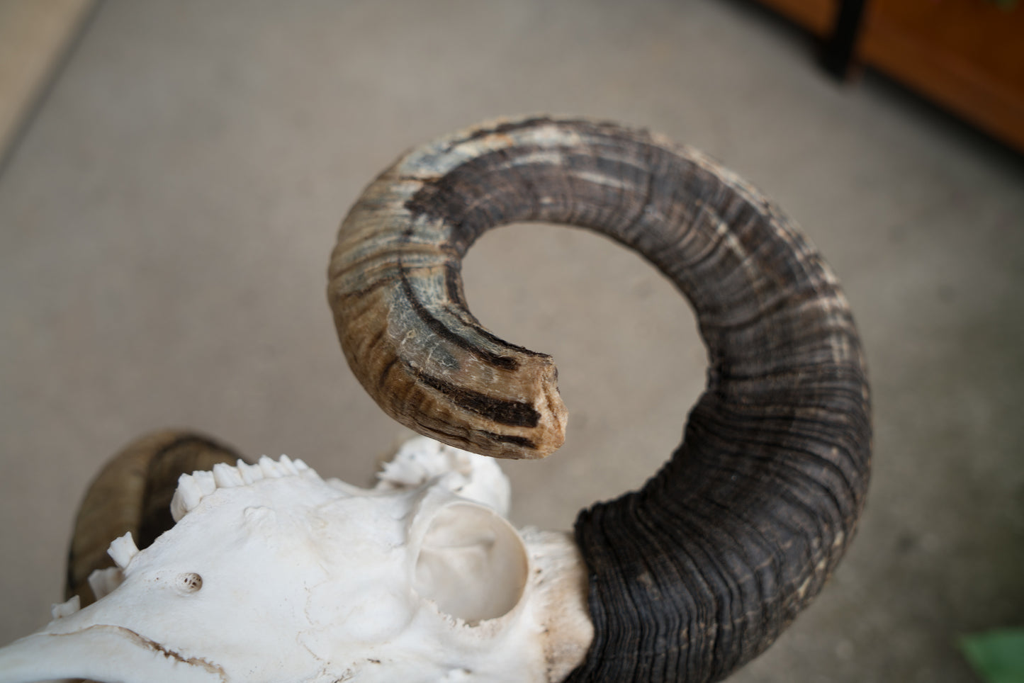 Huge Real Natural Domestic Ram Sheep Skull Taxidermy With 28” Dark Curled Horns