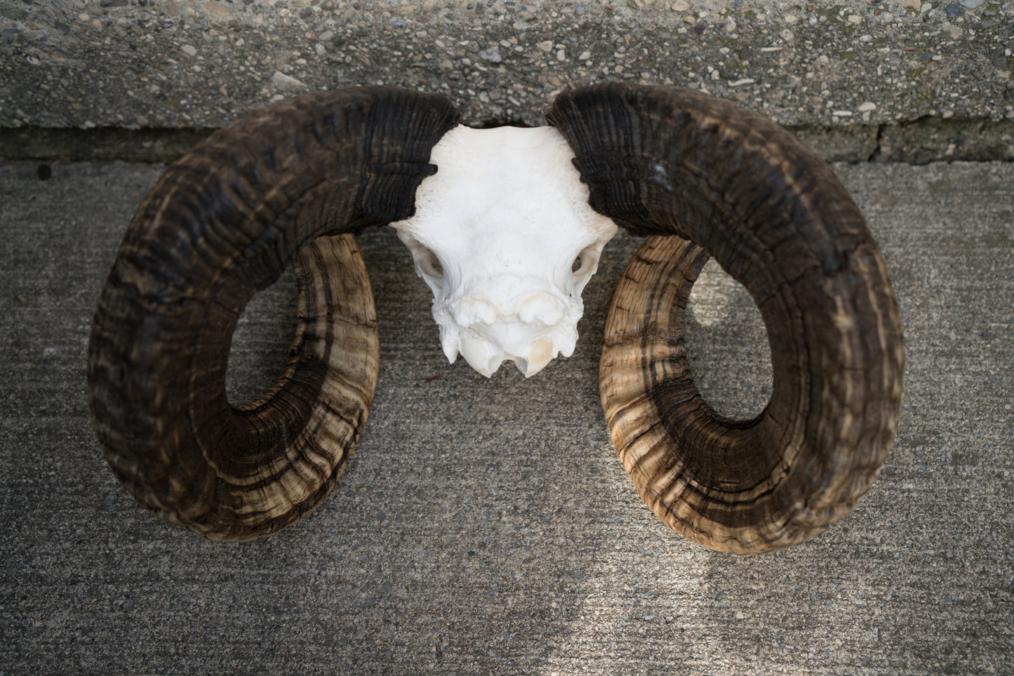 Huge Real Natural Domestic Ram Sheep Skull Taxidermy With 28” Dark Curled Horns