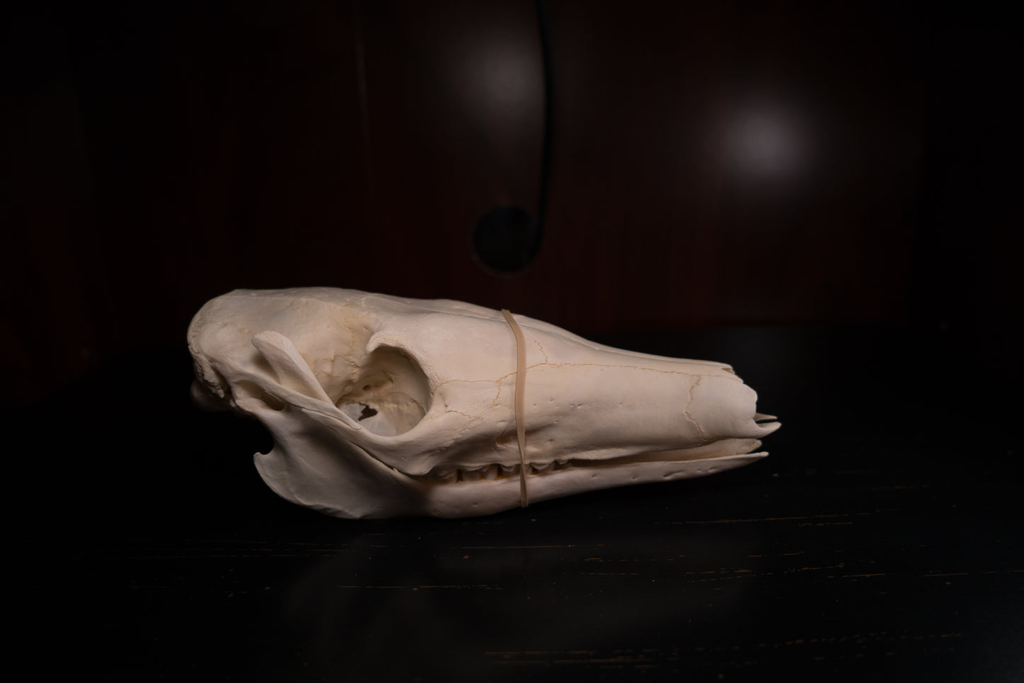 Real Aardvark Skull Taxidermy Rare