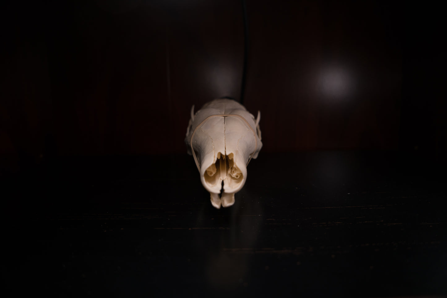 Real Aardvark Skull Taxidermy Rare