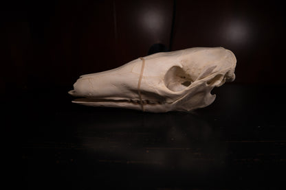 Real Aardvark Skull Taxidermy Rare