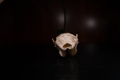 Real Aardvark Skull Taxidermy Rare