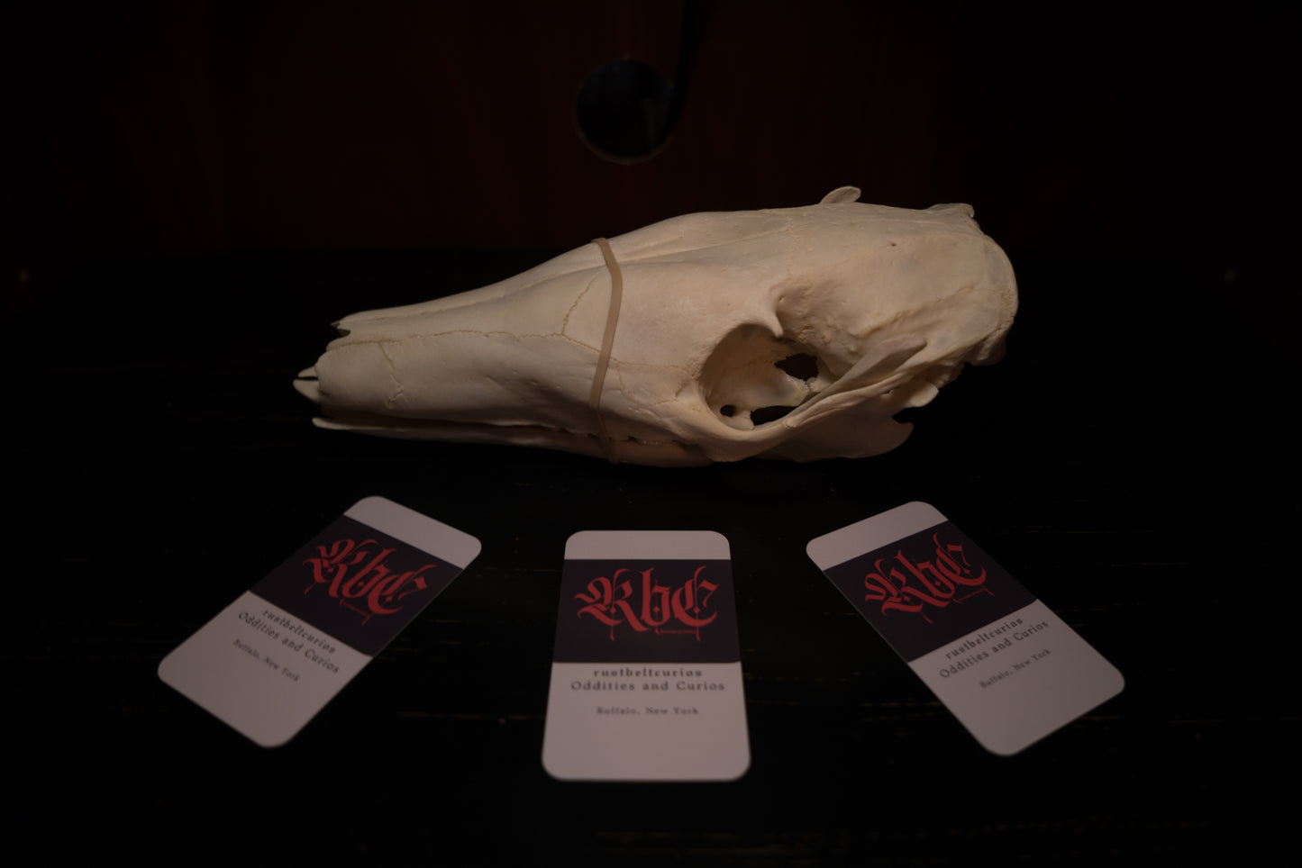 Real Aardvark Skull Taxidermy Rare