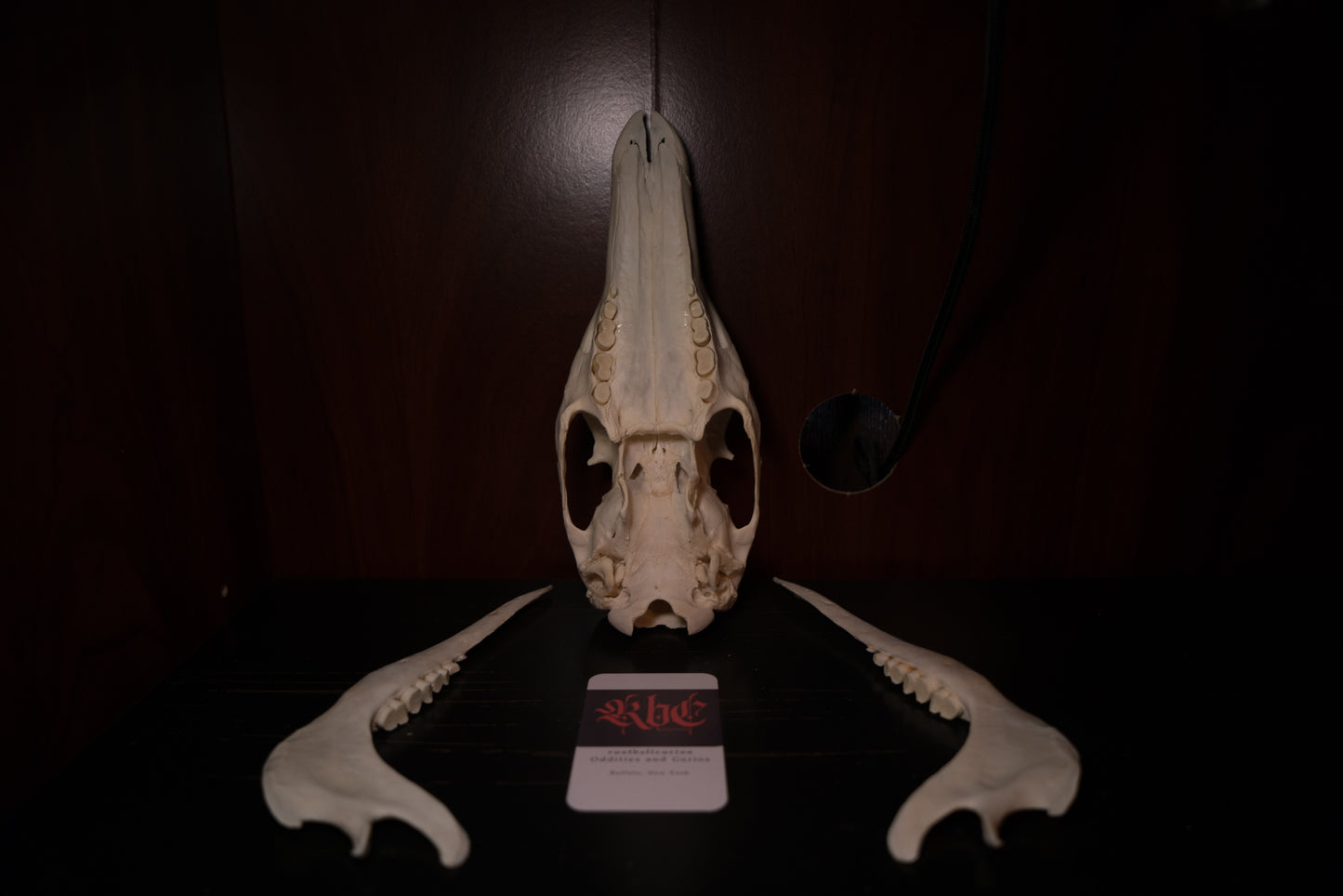 Real Aardvark Skull Taxidermy Rare