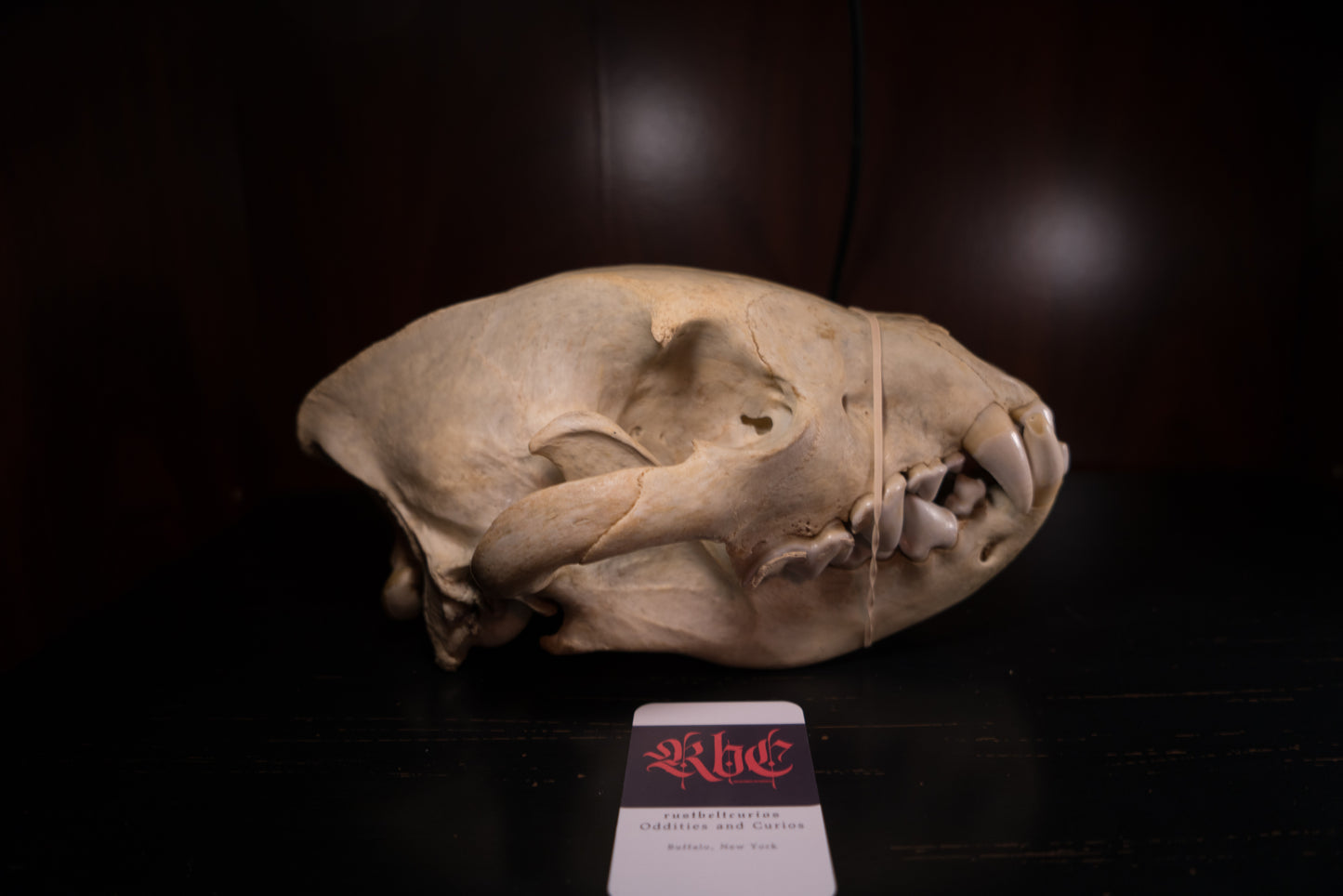 Real Spotted Hyena Skull