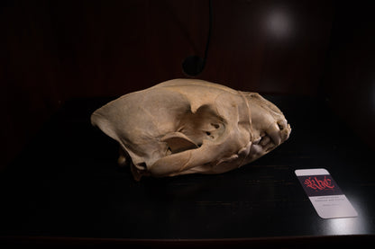 Real Spotted Hyena Skull