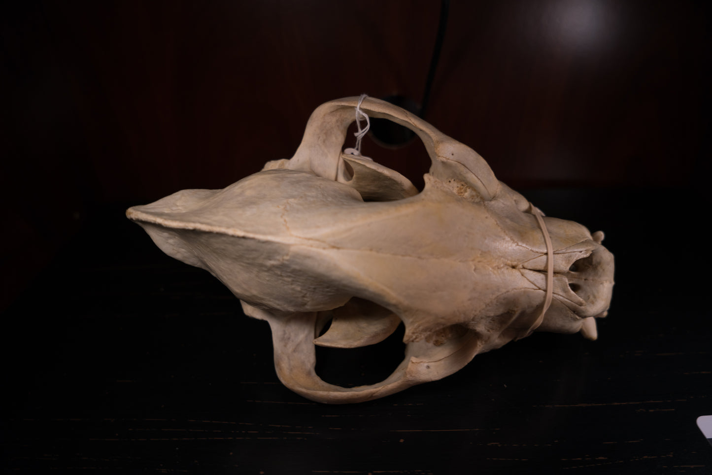 Real Spotted Hyena Skull