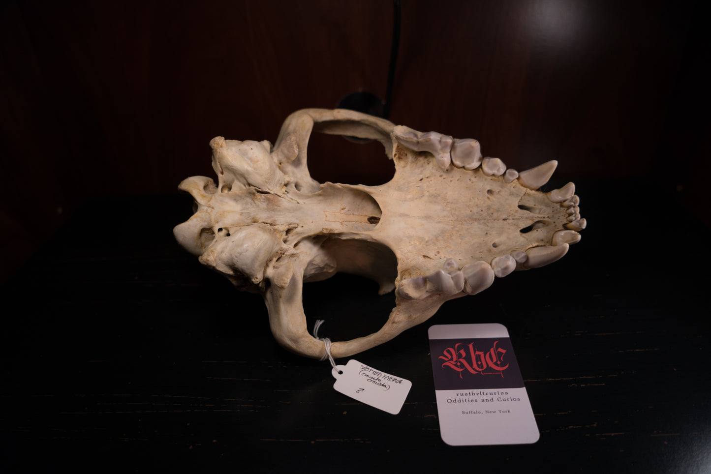 Real Spotted Hyena Skull