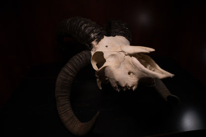 Real Jacobs Four Horn Ram Skull Taxidermy Sheep Hunting Man Cave Goblincore Dark Decor