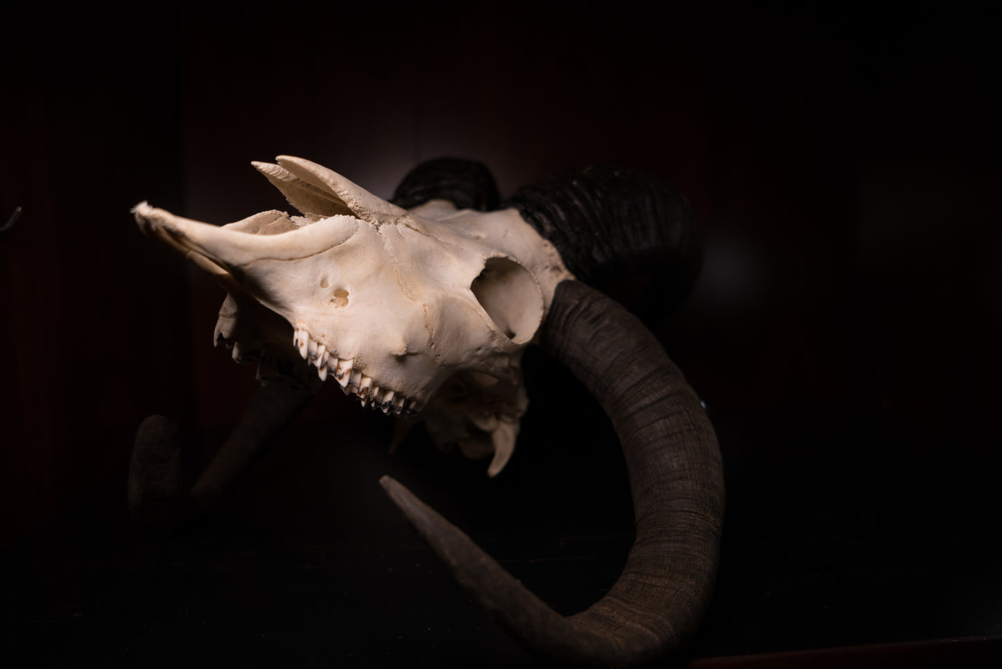 Real Jacobs Four Horn Ram Skull Taxidermy Sheep Hunting Man Cave Goblincore Dark Decor