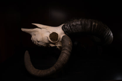 Real Jacobs Four Horn Ram Skull Taxidermy Sheep Hunting Man Cave Goblincore Dark Decor