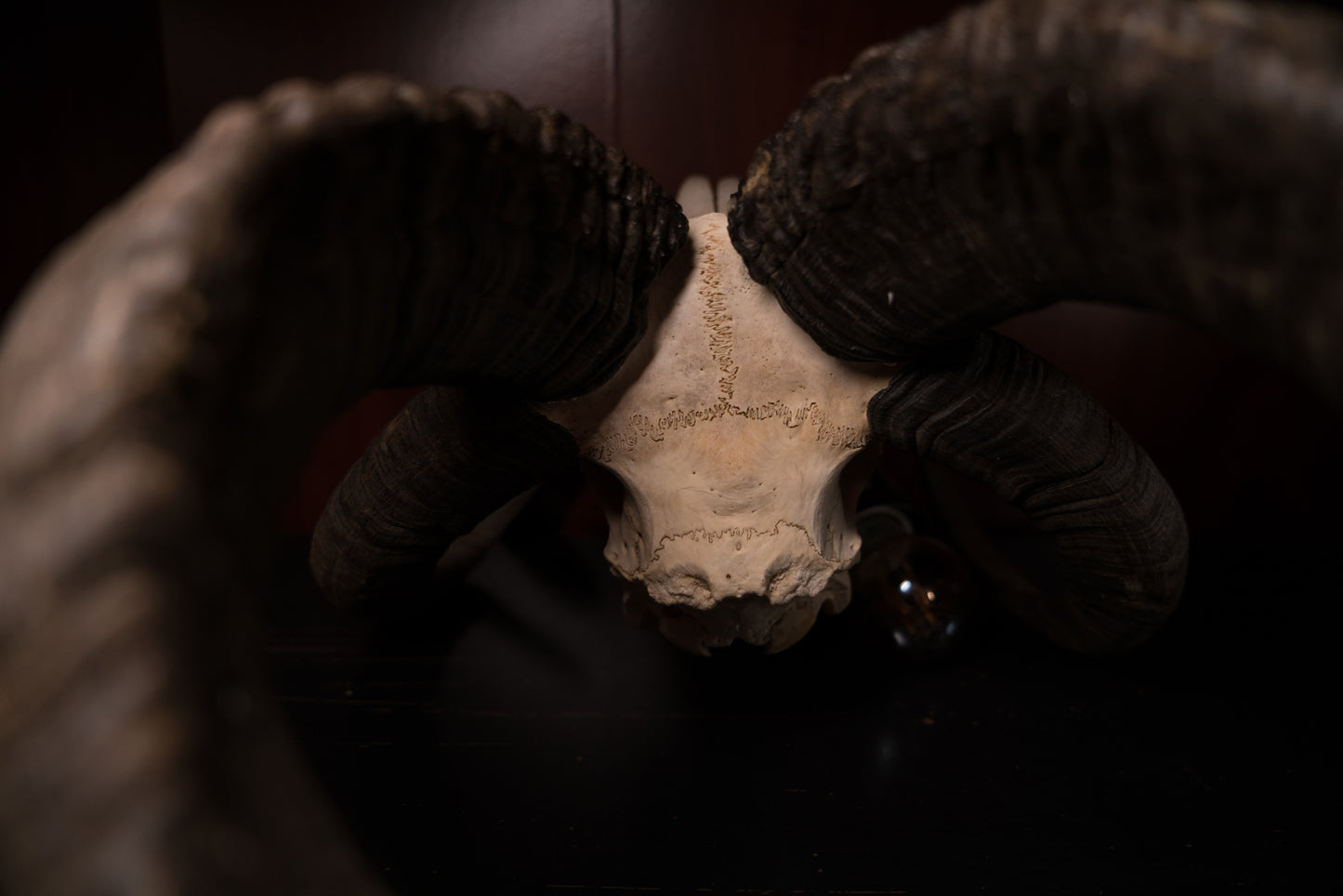 Real Jacobs Four Horn Ram Skull Taxidermy Sheep Hunting Man Cave Goblincore Dark Decor