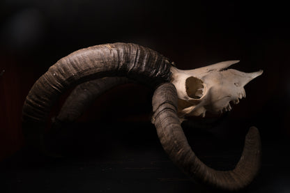 Real Jacobs Four Horn Ram Skull Taxidermy Sheep Hunting Man Cave Goblincore Dark Decor