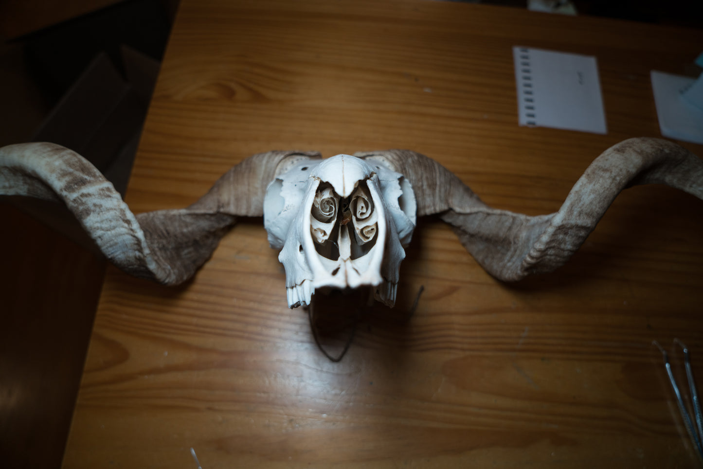 Natural Greek Ram Sheep Skull Taxidermy