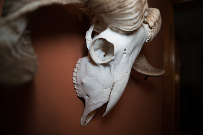 Natural Greek Ram Sheep Skull Taxidermy