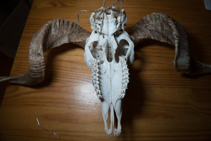 Natural Greek Ram Sheep Skull Taxidermy