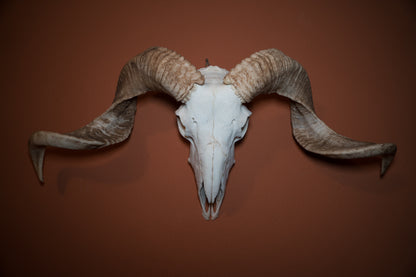 Natural Greek Ram Sheep Skull Taxidermy
