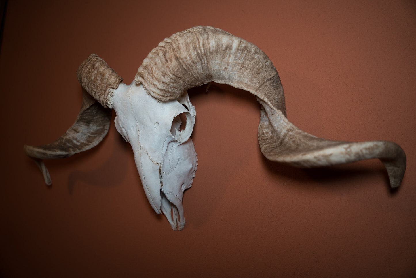 Natural Greek Ram Sheep Skull Taxidermy