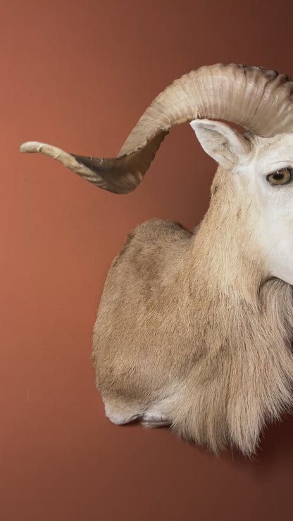 Texas Dall Ram Sheep Shoulder Mount Taxidermy