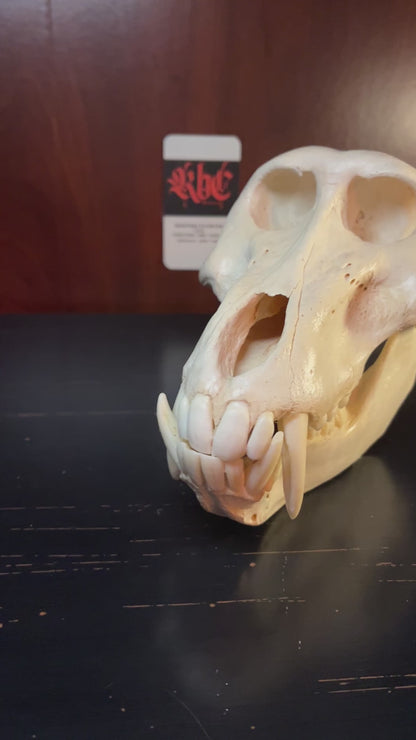 Real Olive Baboon Skull Taxidermy with Huge Canines