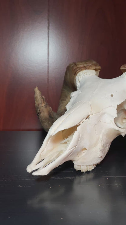 Real Icelandic Ram Sheep Skull Taxidermy Real Bone